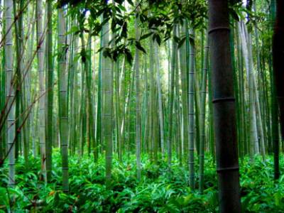 b2ap3_thumbnail_bamboo-forest